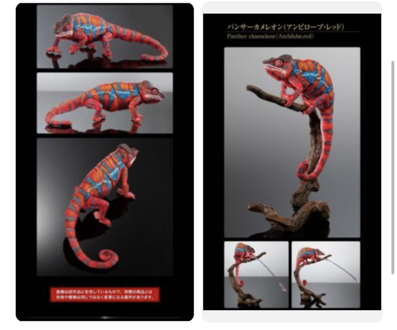 Have a Never Dying Not Eating Chameleon from Japan :: Chameleons